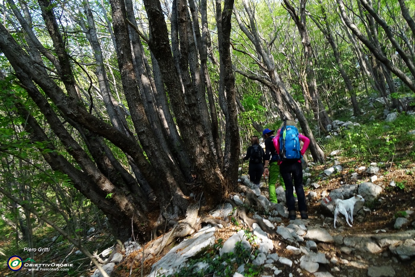 11 Nel bosco di carpini neri.JPG